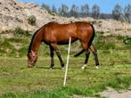 12 Jarige Engelse volbloed merrie, Dieren en Toebehoren, Paarden, Merrie, B, Gechipt, 160 tot 165 cm