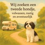 Tweede hond gezocht - teefje, avontuurlijk, Dieren en Toebehoren, Rabiës (hondsdolheid), Teef, Eén hond, 3 tot 5 jaar