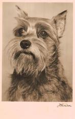HOND HONDEN Fotokaart Leuke honden Mooie honden  €1 per stuk, Ophalen of Verzenden, Ongelopen, Hond of Kat