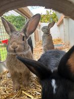 Tamme konijntjes te koop - konijn konijnen, Dieren en Toebehoren, Konijnen, Meerdere dieren, Hangoor