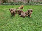Jack Russel choco tan pups, Dieren en Toebehoren, Jack Russell Terriër, 8 tot 15 weken, Meerdere, Meerdere dieren