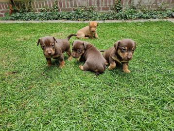 Jack Russel choco tan pups beschikbaar voor biedingen