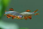 Rasbora galaxy micro rasbora, Dieren en Toebehoren, Vis, Zoetwatervis, Schoolvis