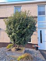 olijfwilg sterk gezond wintergroen., Tuin en Terras, Ophalen, Halfschaduw, Overige soorten, 100 tot 250 cm
