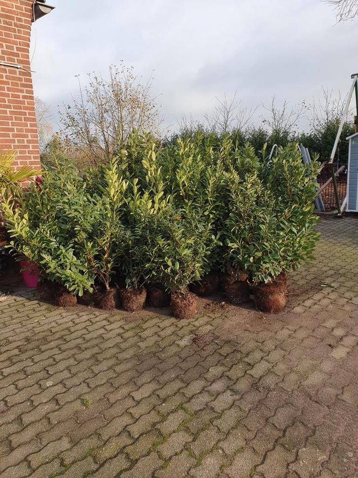 Tekoop goedkope laurier struiken gekweekt in pot, Tuin en Terras, Planten | Struiken en Hagen, Struik, Laurier, 100 tot 250 cm