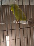 Wegens annulering; Forpus baby, Dieren en Toebehoren, Vogels | Parkieten en Papegaaien, Mannelijk, Dwergpapegaai of Agapornis