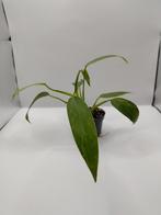 Philodendron jose buono plantje 1, Ophalen, Overige soorten, Halfschaduw, Minder dan 100 cm