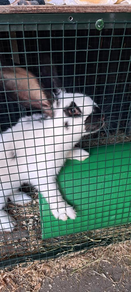 Lief konijn, Dieren en Toebehoren, Konijnen, Mannelijk