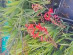Crocosmia lucifer vanafprijs 1.20 per stuk, Tuin en Terras, Ophalen of Verzenden, Zomer, Overige soorten, Volle zon