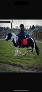 Verzorgpaarf gezocht omgeving sint philipsland/steenbergen, Dieren en Toebehoren, Stalling en Weidegang