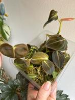 Philodendron melanochrysum, plantje uit wetstick, Huis en Inrichting, Kamerplanten, Ophalen of Verzenden, Halfschaduw, Minder dan 100 cm