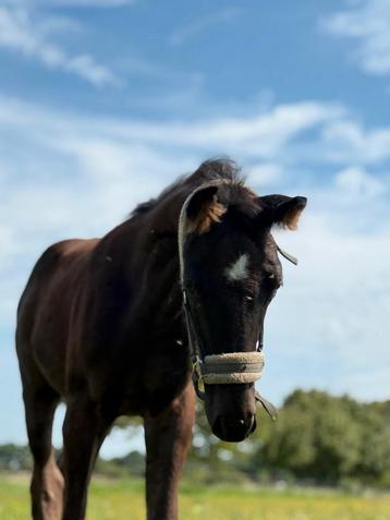 Hengstenveulen Secret lover x Las Vegas beschikbaar voor biedingen