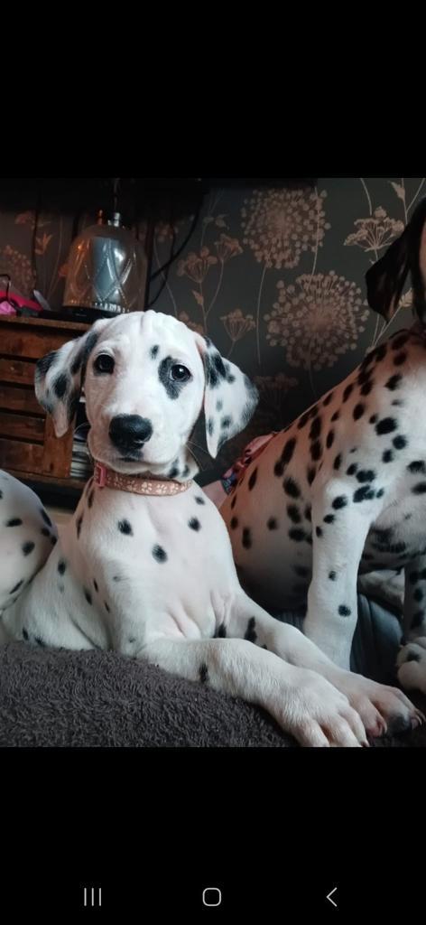 Gezocht mooi onderkomen dalmatier, Dieren en Toebehoren, Honden | Beagles, Bassets en Lopende honden, Teef, Overige rassen, Particulier
