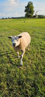 Overjarige texelaar dekram te koop, Dieren en Toebehoren, Mannelijk, Schaap, 3 tot 5 jaar