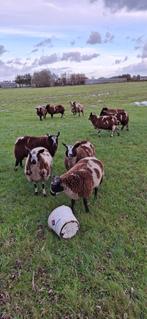 10 super bonte fok ooien, Dieren en Toebehoren, Schapen, Geiten en Varkens, Meerdere dieren, Schaap, 0 tot 2 jaar