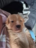 Lieve knuffelige pups, Dieren en Toebehoren, 8 tot 15 weken, Meerdere, Meerdere dieren, Middel