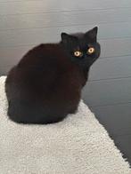 2 Britse kortharen zoeken een nieuwe thuis, Dieren en Toebehoren, Katten en Kittens | Overige Katten, Meerdere dieren, Kortharig