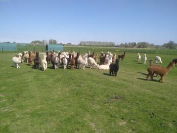 Prachtige Alpaca’s – Merries & Hengsten beschikbaar voor biedingen