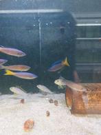 Xenotilapia papilio isanga, Dieren en Toebehoren, Vissen | Aquariumvissen, Vis