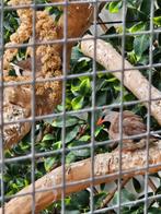 2 jonge spitsstaart amadine, Dieren en Toebehoren, Meerdere dieren, Tropenvogel