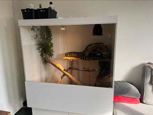 Terrarium 120x120, Dieren en Toebehoren, Reptielen en Amfibieën | Toebehoren, Terrarium of Paludarium, Ophalen
