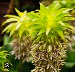 Eucomis bicolor, ananaslelie of kuiflelie 18x, Ophalen, Volle zon