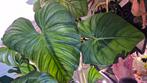 Verschillende zeldzame Philodendron Anthurium Hoya en meer, Huis en Inrichting, Ophalen, Overige soorten, Minder dan 100 cm