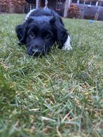 Friese stabij pup 10 weken oud, Dieren en Toebehoren, Rabiës (hondsdolheid), 8 tot 15 weken, Eén hond, Nederland