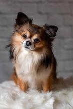 Chihuahua, Dieren en Toebehoren, Eén hond, 3 tot 5 jaar, Nederland, Particulier