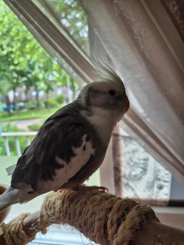 Maxie tamen valkpakieten ongeveer 1 jaar oud  beschikbaar voor biedingen