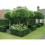 Bol Catalpa's, Ophalen, Lente, Volle zon, Bolboom