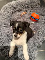 Deze pup (reu) zoekt een eigen huisje, Dieren en Toebehoren, Honden | Chihuahua's en Gezelschapshonden, Reu, Meerdere, Chihuahua