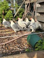 Brakel kippen, Dieren en Toebehoren, Pluimvee, Meerdere dieren, Kip