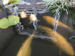 Koi karpers, Dieren en Toebehoren, Vissen | Vijvervissen, Karper of Koi