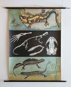 vintage schoolplaat vuursalamander, Antiek en Kunst, Antiek | Schoolplaten, Ophalen of Verzenden, Natuur en Biologie