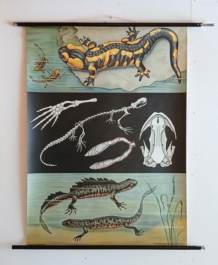 vintage schoolplaat vuursalamander, Antiek en Kunst, Antiek | Schoolplaten, Natuur en Biologie, Ophalen of Verzenden