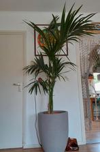 prachtige palm 2.30meter hoog, Palm, Ophalen
