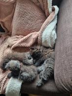3 prachtige Perzische kitten katertjes zie foto's, Dieren en Toebehoren, Katten en Kittens | Overige Katten, Kater, Langharig