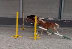 Twee mooie correcte jaarlingen hengsten, Dieren en Toebehoren, Pony's, Hengst, Onbeleerd, D pony (1.37m tot 1.48m), 0 tot 2 jaar