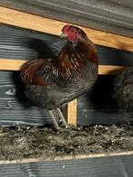 Araucana haan, Dieren en Toebehoren, Pluimvee, Mannelijk, Kip