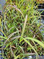 Miscanthus sinensis Navajo - siergras, Tuin en Terras, Planten | Tuinplanten, Ophalen, Vaste plant, Siergrassen, Halfschaduw