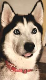 Honden oppas gezocht Voorschoten, Diensten en Vakmensen, Dieren | Honden | Verzorging, Oppas en Les