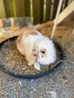 Leuken konijntjes, Dieren en Toebehoren, Konijnen, Meerdere dieren, Middelgroot, Hangoor, 0 tot 2 jaar