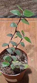 Tradescantia Bunny Bellies, Ophalen of Verzenden, Halfschaduw, Minder dan 100 cm