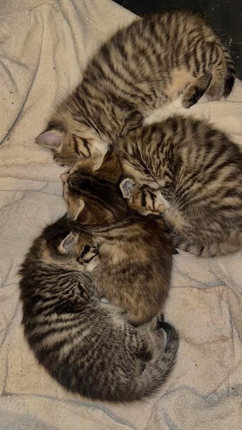 Lieve Britse Langhaar Kittens, Dieren en Toebehoren, Katten en Kittens | Raskatten | Langhaar, Ontwormd