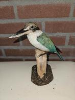 prachtige opgezette witkraag ijsvogel, Ophalen of Verzenden, Nieuw, Vogel, Opgezet dier