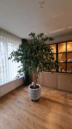 Prachtige ficus plant, Ophalen, Ficus, Halfschaduw, Minder dan 100 cm