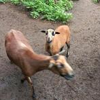 Kameroen schaap ooi 4 maanden, Dieren en Toebehoren, Schapen, Geiten en Varkens, Vrouwelijk, Schaap