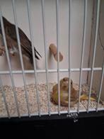 Mooi koppeltje groenlingen, Dieren en Toebehoren, Meerdere dieren