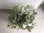 Tradescantia, Ophalen, Minder dan 100 cm